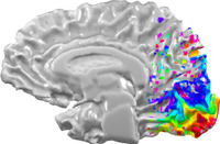 Visual cortex