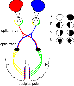 The visual path